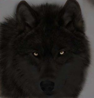 black_wolf_by_perfectwolf.jpg