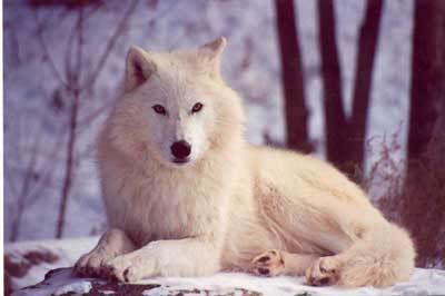 white_wolf.jpg